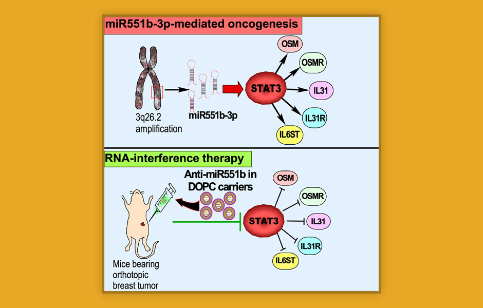 miRNA551b-3p Activates an Oncostatin Signaling Module for the Progression of Triple-Negative Breast Cancer. Chaluvally-Raghavan and colleagues, Cell Rep. 2019